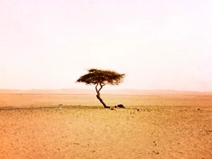 The Loneliest Tree on Earth: The Solitary Lighthouse of the Sahara Desert - image 1