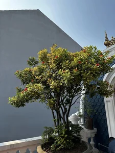 A Look Inside the Grandiose Mansion of Actress Kim Oanh’s New In-Laws - image 0