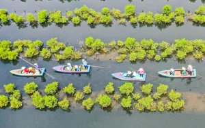 The Dreamy Mangrove Forest of Bau Ca Cai: A Hidden Gem in Quang Ngai - image 12