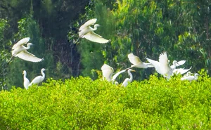 The Dreamy Mangrove Forest of Bau Ca Cai: A Hidden Gem in Quang Ngai - image 8