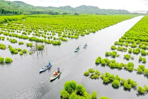 The Dreamy Mangrove Forest of Bau Ca Cai: A Hidden Gem in Quang Ngai - image 7