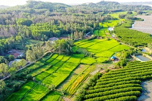 The Dreamy Mangrove Forest of Bau Ca Cai: A Hidden Gem in Quang Ngai - image 2