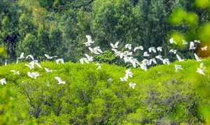 The Dreamy Mangrove Forest of Bau Ca Cai: A Hidden Gem in Quang Ngai - image 1