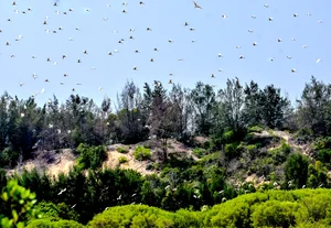 The Dreamy Mangrove Forest of Bau Ca Cai: A Hidden Gem in Quang Ngai - image 4