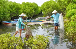 The Dreamy Mangrove Forest of Bau Ca Cai: A Hidden Gem in Quang Ngai - image 3