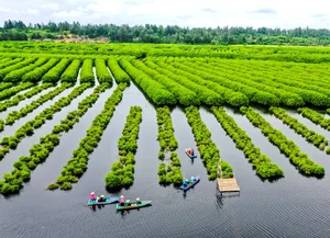 The Dreamy Mangrove Forest of Bau Ca Cai: A Hidden Gem in Quang Ngai - image 0