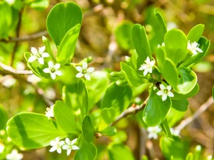 The Dreamy Mangrove Forest of Bau Ca Cai: A Hidden Gem in Quang Ngai - image 9
