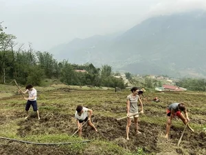 Heartwarming Cultural Exchange: Western Tourists Join Vietnamese Farmers to Save Rice Harvest from Rain - image 2