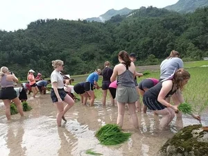 Heartwarming Cultural Exchange: Western Tourists Join Vietnamese Farmers to Save Rice Harvest from Rain - image 1