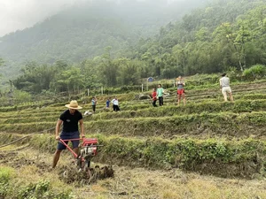 Heartwarming Cultural Exchange: Western Tourists Join Vietnamese Farmers to Save Rice Harvest from Rain - image 0