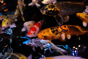 Discover the Serene Koi Fish Cafes of Ho Chi Minh City - image 4