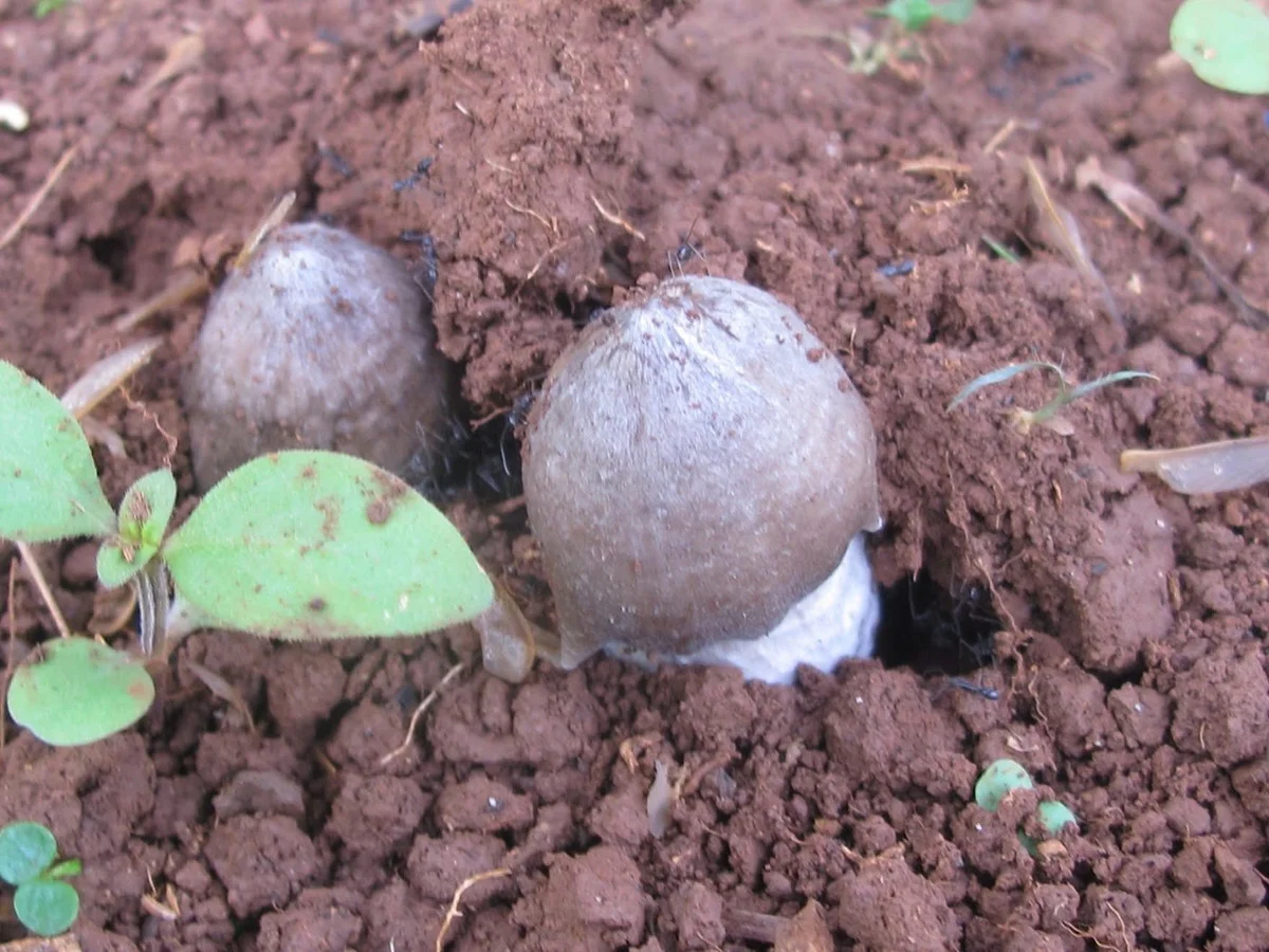 Rare Termite Mushrooms: The Expensive Midnight Delicacy Worth Every Penny
