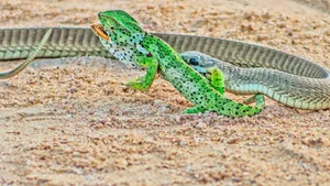 Breathtaking Nature: Africa's Most Venomous Boomslang Snake Takes Down a Chameleon - image 6
