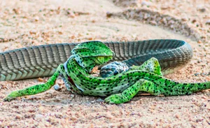 Breathtaking Nature: Africa's Most Venomous Boomslang Snake Takes Down a Chameleon - image 5