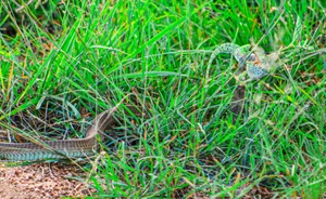 Breathtaking Nature: Africa's Most Venomous Boomslang Snake Takes Down a Chameleon - image 3