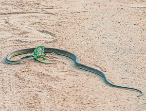 Breathtaking Nature: Africa's Most Venomous Boomslang Snake Takes Down a Chameleon - image 4