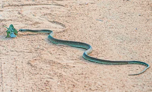 Breathtaking Nature: Africa's Most Venomous Boomslang Snake Takes Down a Chameleon - image 2