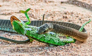 Breathtaking Nature: Africa's Most Venomous Boomslang Snake Takes Down a Chameleon - image 0