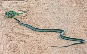 Breathtaking Nature: Africa's Most Venomous Boomslang Snake Takes Down a Chameleon - image 1