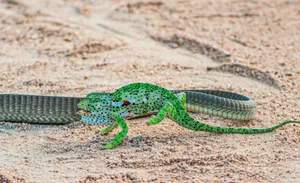 Breathtaking Nature: Africa's Most Venomous Boomslang Snake Takes Down a Chameleon - image 7