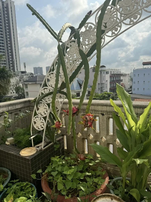 Inside Miss Giang My’s Luxurious Mansion: An Organic Oasis in the Heart of the City