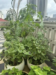 Inside Miss Giang My’s Luxurious Mansion: An Organic Oasis in the Heart of the City - image 5