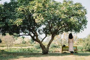 Artistic Elegance in YiTuYu Art Language Vol.4995 Starring Xiao Ying - image 19