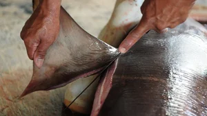 The Dark Truth Behind Shark Fin Soup: A Luxury with a Cruel Cost - image 2