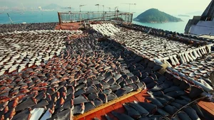 The Dark Truth Behind Shark Fin Soup: A Luxury with a Cruel Cost - image 1