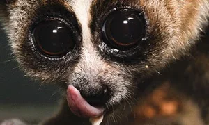 Rare Endangered Species from Red Data Book Found in Hai Duong - image 1