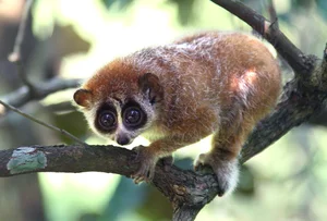 Rare Endangered Species from Red Data Book Found in Hai Duong - image 3