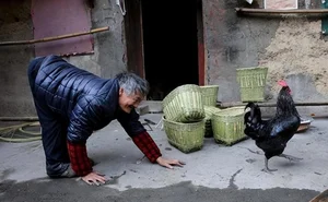 The Mysterious 'Cow Village' Curse: Why Walking on Two Legs Is Impossible - image 3
