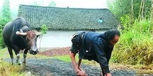 The Mysterious 'Cow Village' Curse: Why Walking on Two Legs Is Impossible - image 2