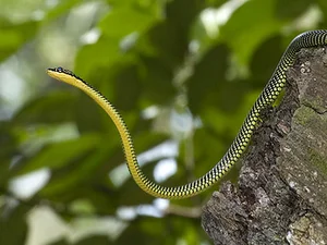 Nature’s Gliders: The Incredible Flying Snakes of Vietnam and Southeast Asia - image 5