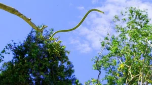 Nature’s Gliders: The Incredible Flying Snakes of Vietnam and Southeast Asia - image 0