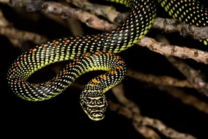 Nature’s Gliders: The Incredible Flying Snakes of Vietnam and Southeast Asia - image 2
