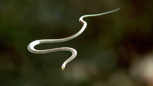 Nature’s Gliders: The Incredible Flying Snakes of Vietnam and Southeast Asia - image 1