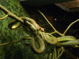 Nature’s Gliders: The Incredible Flying Snakes of Vietnam and Southeast Asia - image 3