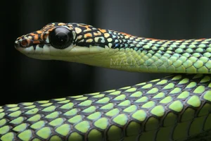 Nature’s Gliders: The Incredible Flying Snakes of Vietnam and Southeast Asia - image 7
