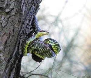 Nature’s Gliders: The Incredible Flying Snakes of Vietnam and Southeast Asia - image 6
