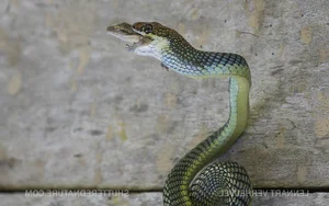 Nature’s Gliders: The Incredible Flying Snakes of Vietnam and Southeast Asia - image 4