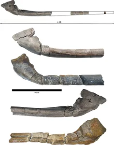 Shocking Discovery of a 200-Million-Year-Old Prehistoric Fossil on the Beach - image 1
