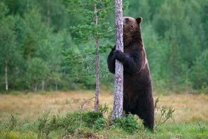 A Heart-Stopping Encounter: Why a Hiker in Japan Mistook a Tree Stump for a Wild Bear - image 5