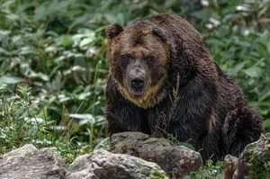 A Heart-Stopping Encounter: Why a Hiker in Japan Mistook a Tree Stump for a Wild Bear - image 6