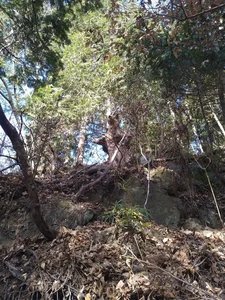 A Heart-Stopping Encounter: Why a Hiker in Japan Mistook a Tree Stump for a Wild Bear - image 2