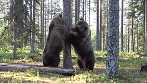 A Heart-Stopping Encounter: Why a Hiker in Japan Mistook a Tree Stump for a Wild Bear - image 4