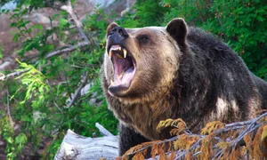 A Heart-Stopping Encounter: Why a Hiker in Japan Mistook a Tree Stump for a Wild Bear - image 0