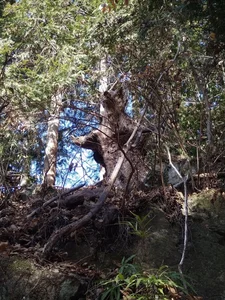A Heart-Stopping Encounter: Why a Hiker in Japan Mistook a Tree Stump for a Wild Bear - image 3
