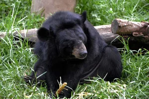A Heart-Stopping Encounter: Why a Hiker in Japan Mistook a Tree Stump for a Wild Bear - image 1