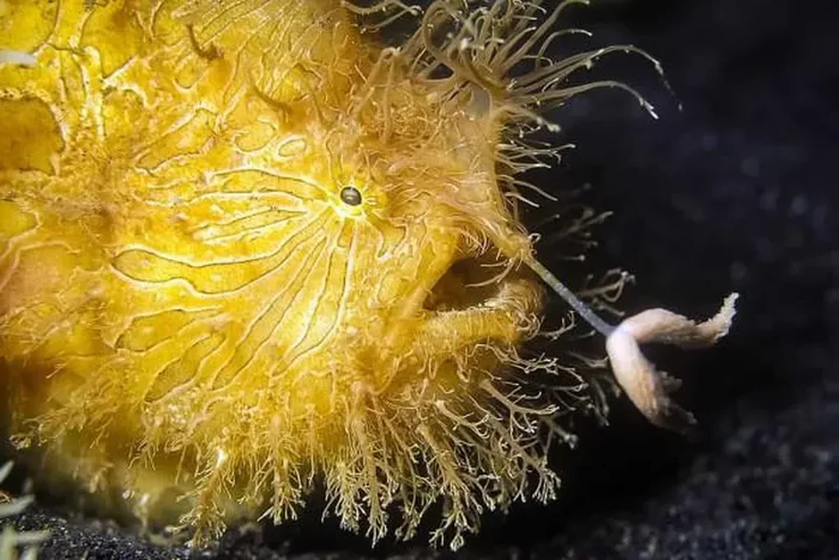 The Weird Hairy Frogfish: Lightning Fast Strike in 1/6000 of a Second